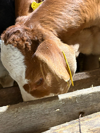 Vitella incrocio limusine