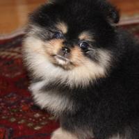 Cuccioli Spitz pomerania mini toy