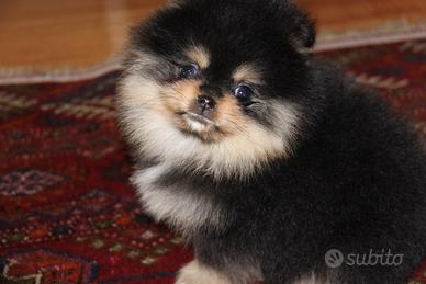 Cuccioli Spitz pomerania mini toy