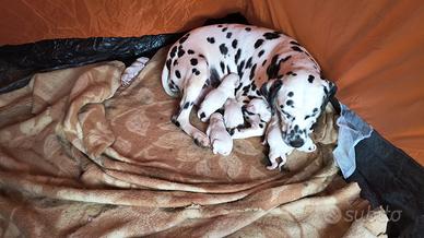 Dalmata