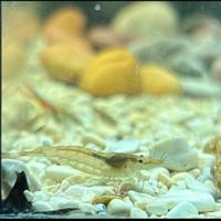 Caridine Wild, gamberetti d'acqua dolce