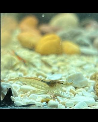 Caridine Wild, gamberetti d'acqua dolce