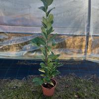 lauro ceraso rotondifoglia per siepe vaso 18 