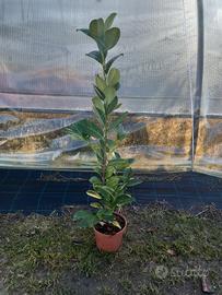 lauro ceraso rotondifoglia per siepe vaso 18 