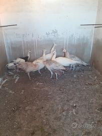 Femmine  di pavone di 1 anno 