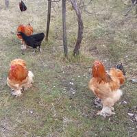 Galli ornamentali Brahma