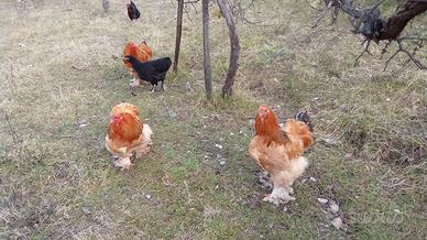 Galli ornamentali Brahma