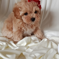 Maltipoo femminuccia