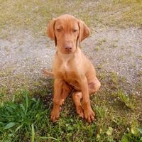 Cuccioli Bracco Ungherese Vizsla