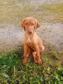 Cuccioli Bracco Ungherese Vizsla