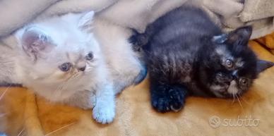 Gatti Persiani exotic shorthair