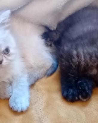 Gatti Persiani exotic shorthair