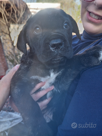 Cuccioli cane corso