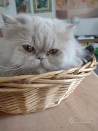 Persiano per accoppiamento