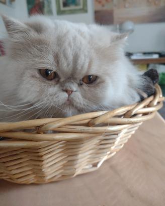 Persiano per accoppiamento