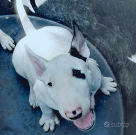 CUCCIOLI DI BULL TERRIER INGLESE STANDARD 