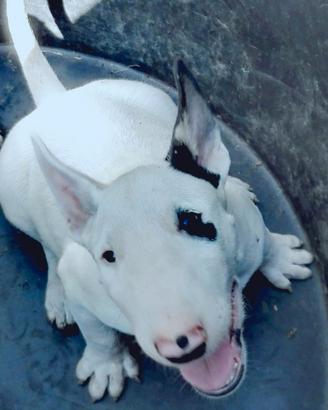 CUCCIOLI DI BULL TERRIER INGLESE STANDARD 