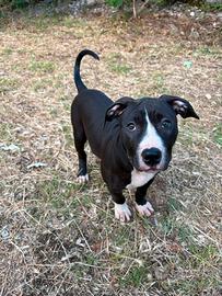 Cuccioli pitbull
