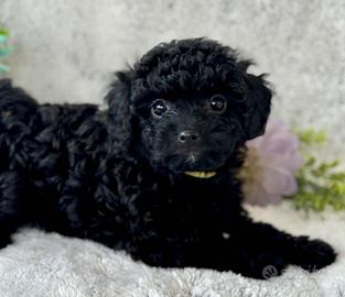 BARBONCINI NERI TOY PUPPY - BARBONCINO pag 12 mesi