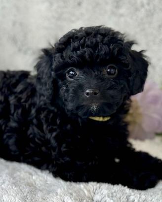 BARBONCINI NERI TOY PUPPY - BARBONCINO pag 12 mesi