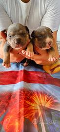 Pitbull