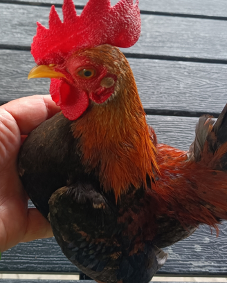 Galline marans