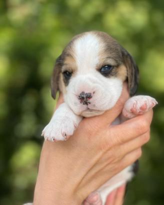 Cuccioli di beagle