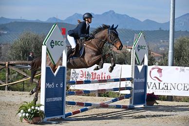 Cavallo salto ostacoli