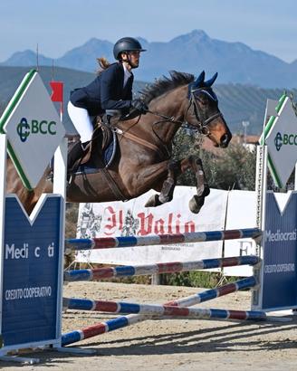 Cavallo salto ostacoli