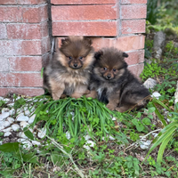 Cucciole femmina volpino pomerania spitz