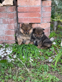 Cucciole femmina volpino pomerania spitz