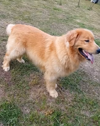 Golden retriever americani