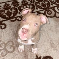 Pittbull è amstaff cucciolo di 4 mesi