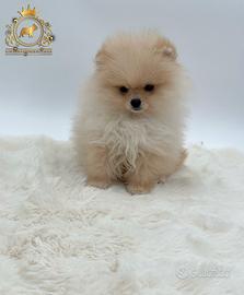 Esclusivo cucciolo Spitz di Pomerania