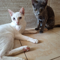 Gattini buoni e dolci sani e sterilizzati