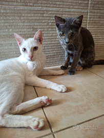 Gattini buoni e dolci sani e sterilizzati