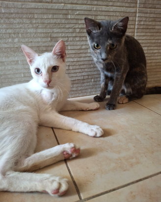 Gattini buoni e dolci sani e sterilizzati