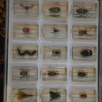 collezione insetti