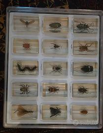 collezione insetti