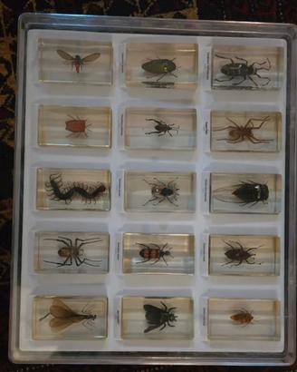 collezione insetti
