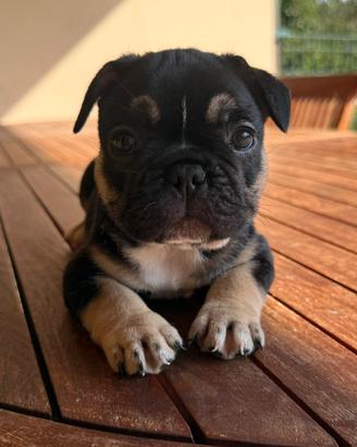 Cucciolo bulldog francese