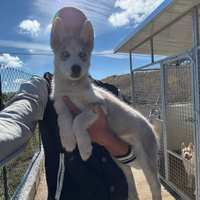 Siberian Husky Agouti - cuccioli splendidi