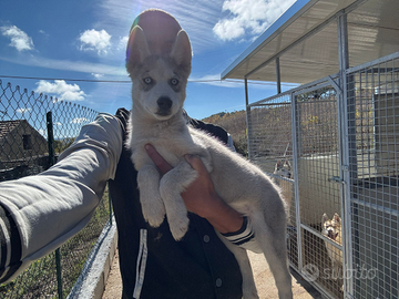 Siberian Husky Agouti - cuccioli splendidi
