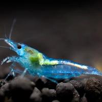 Lotto 10 x neocaridina davidi blue jelly