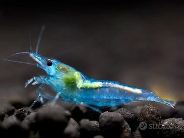 Lotto 10 x neocaridina davidi blue jelly