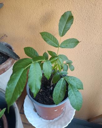 Noce in vaso