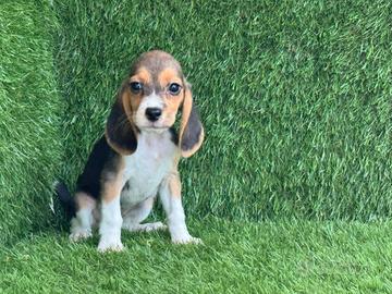 Beagle 