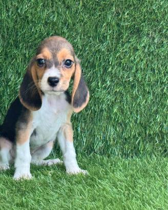 Beagle 