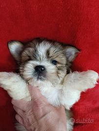 Cuccioli shih tzu