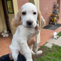 Cuccioli di SETTER INGLESE